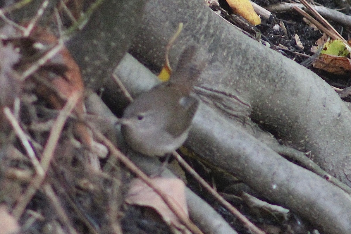 House Wren - E R