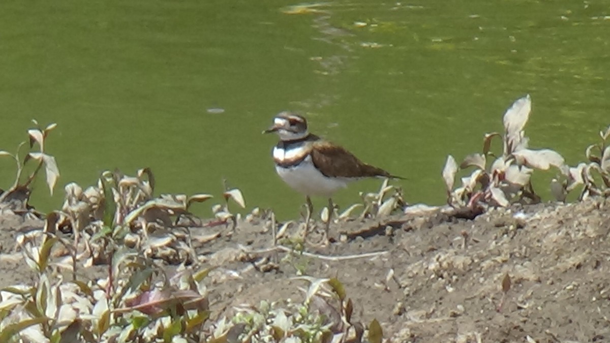 Killdeer - ML184899261