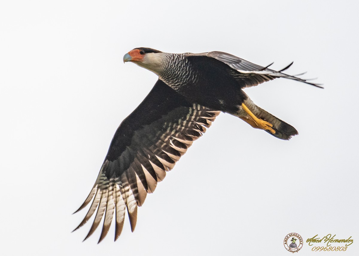 Crested Caracara (Southern) - Amed Hernández