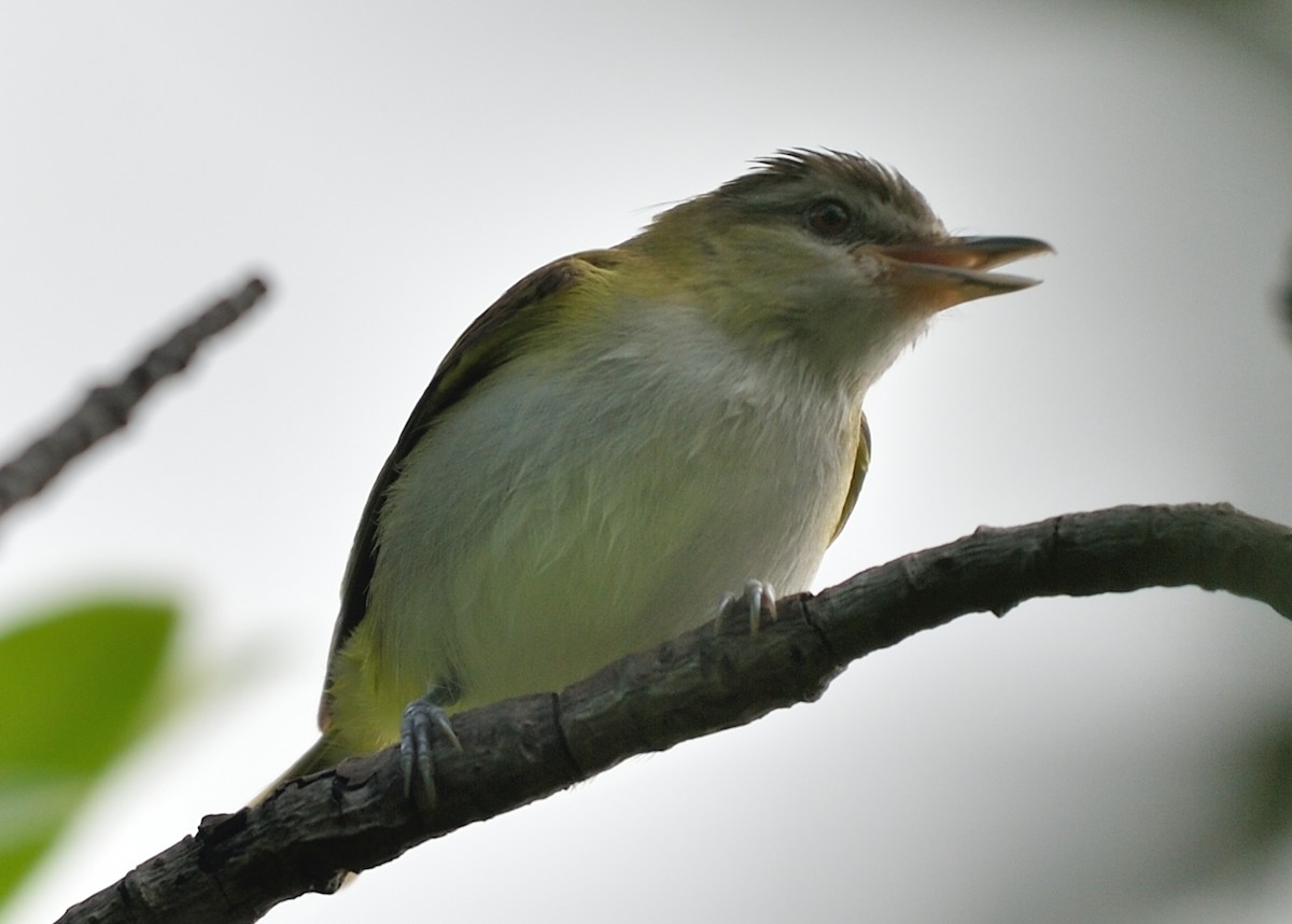 Red-eyed/Chivi Vireo - Michiel Oversteegen