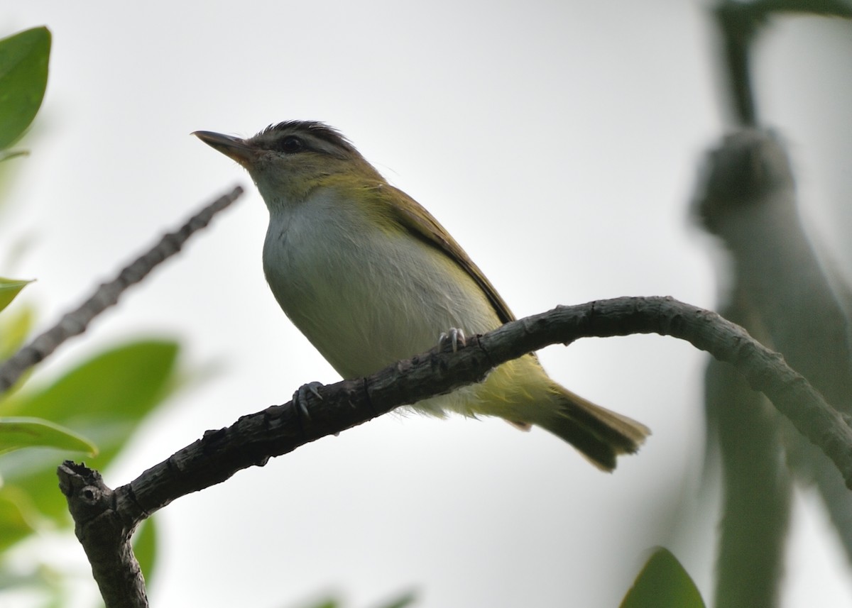 Vireo Ojirrojo/Chiví - ML184900901