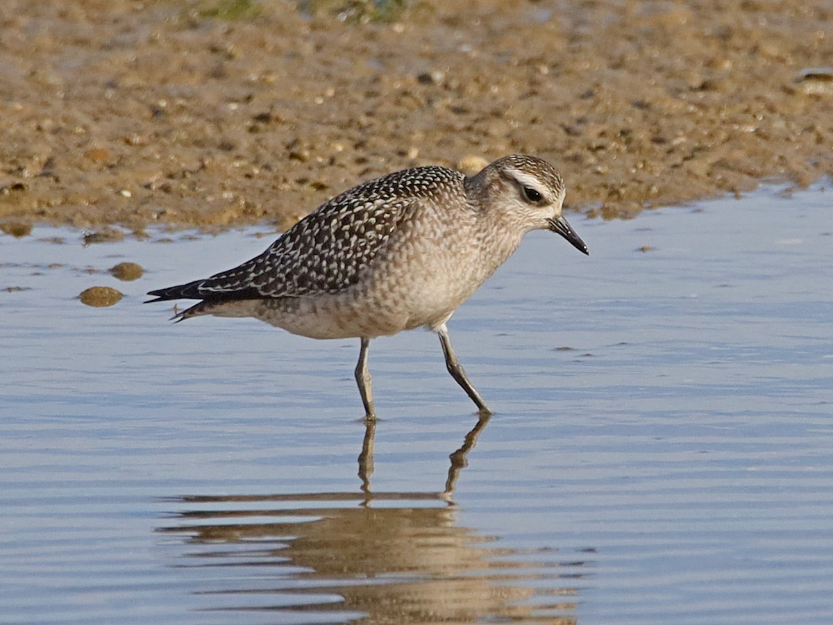 American Golden-Plover - ML184901381