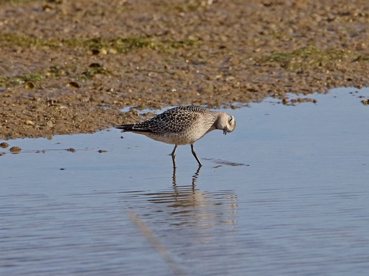 American Golden-Plover - ML184901521