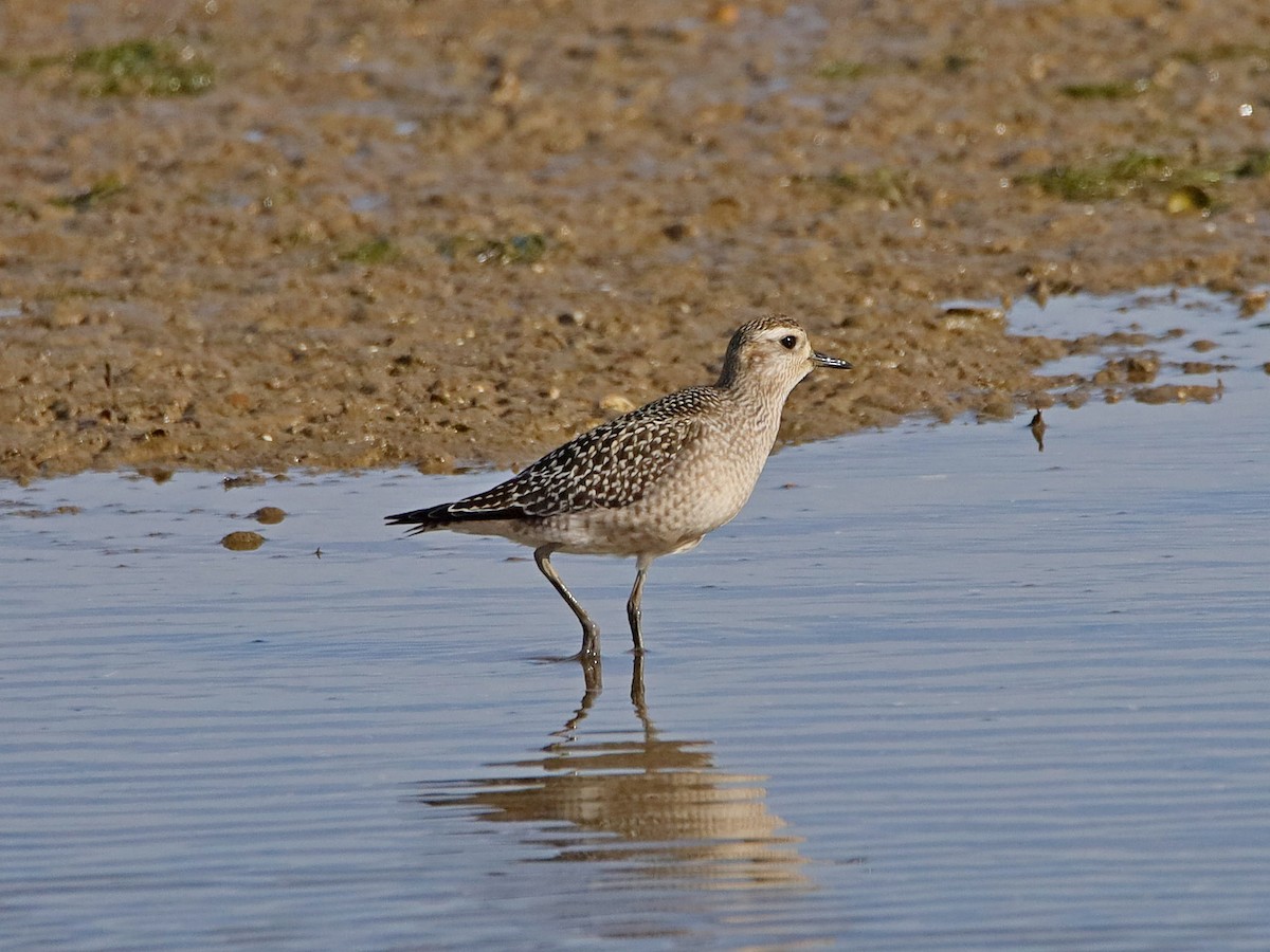 American Golden-Plover - ML184901531