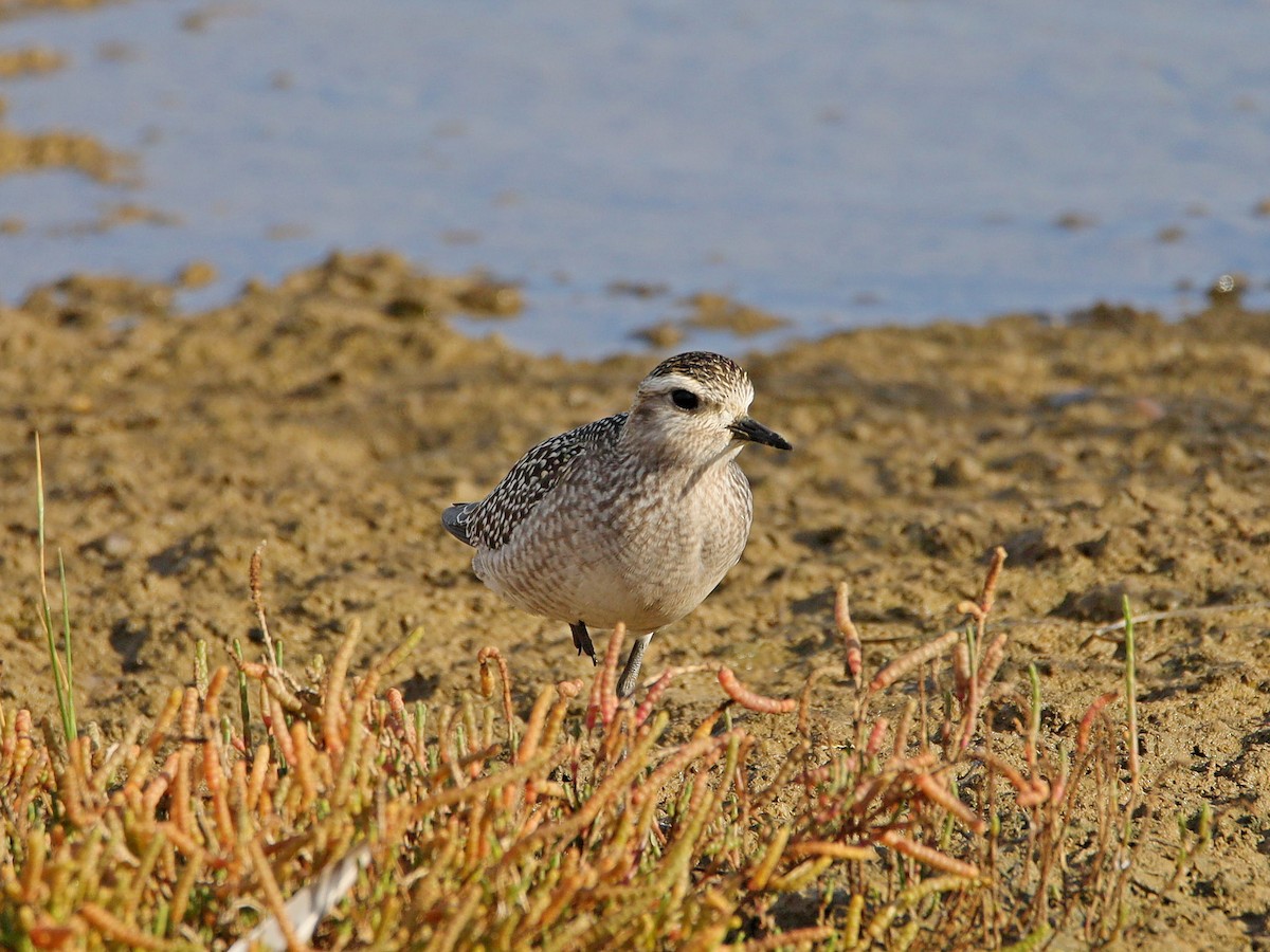 American Golden-Plover - ML184901611