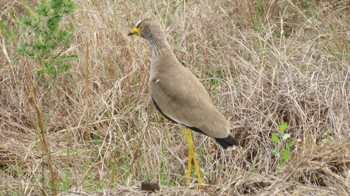 Wattled Lapwing - ML184902071