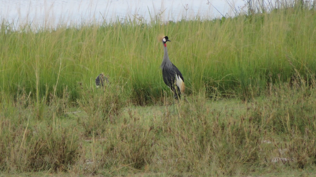 Gray Crowned-Crane - ML184902481