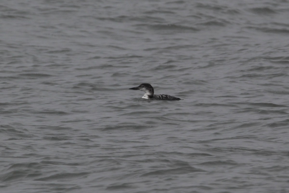 Common Loon - ML184903861