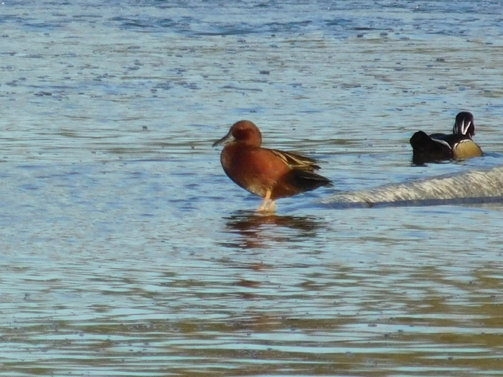 Cinnamon Teal - Thomas Mudd