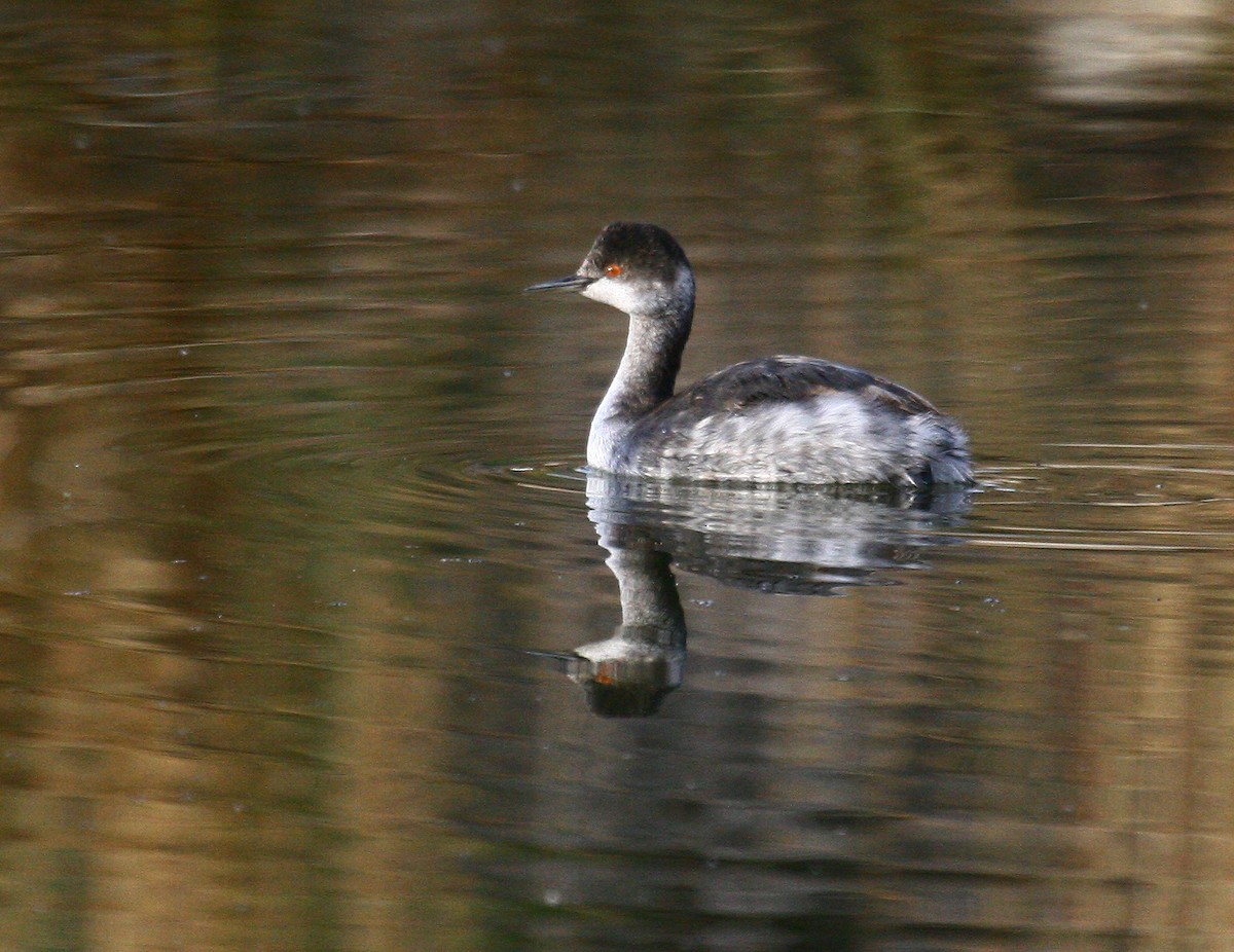 Eared Grebe - ML184904561