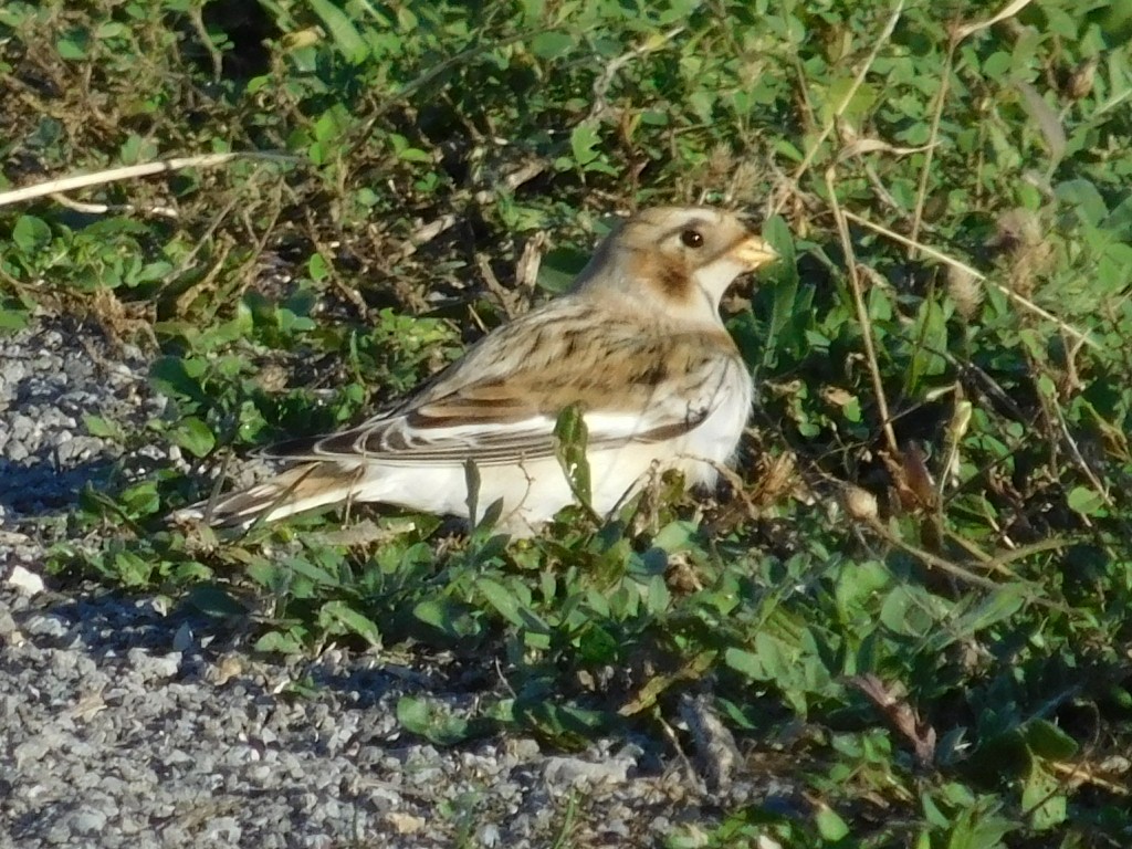 Snow Bunting - ML184904661