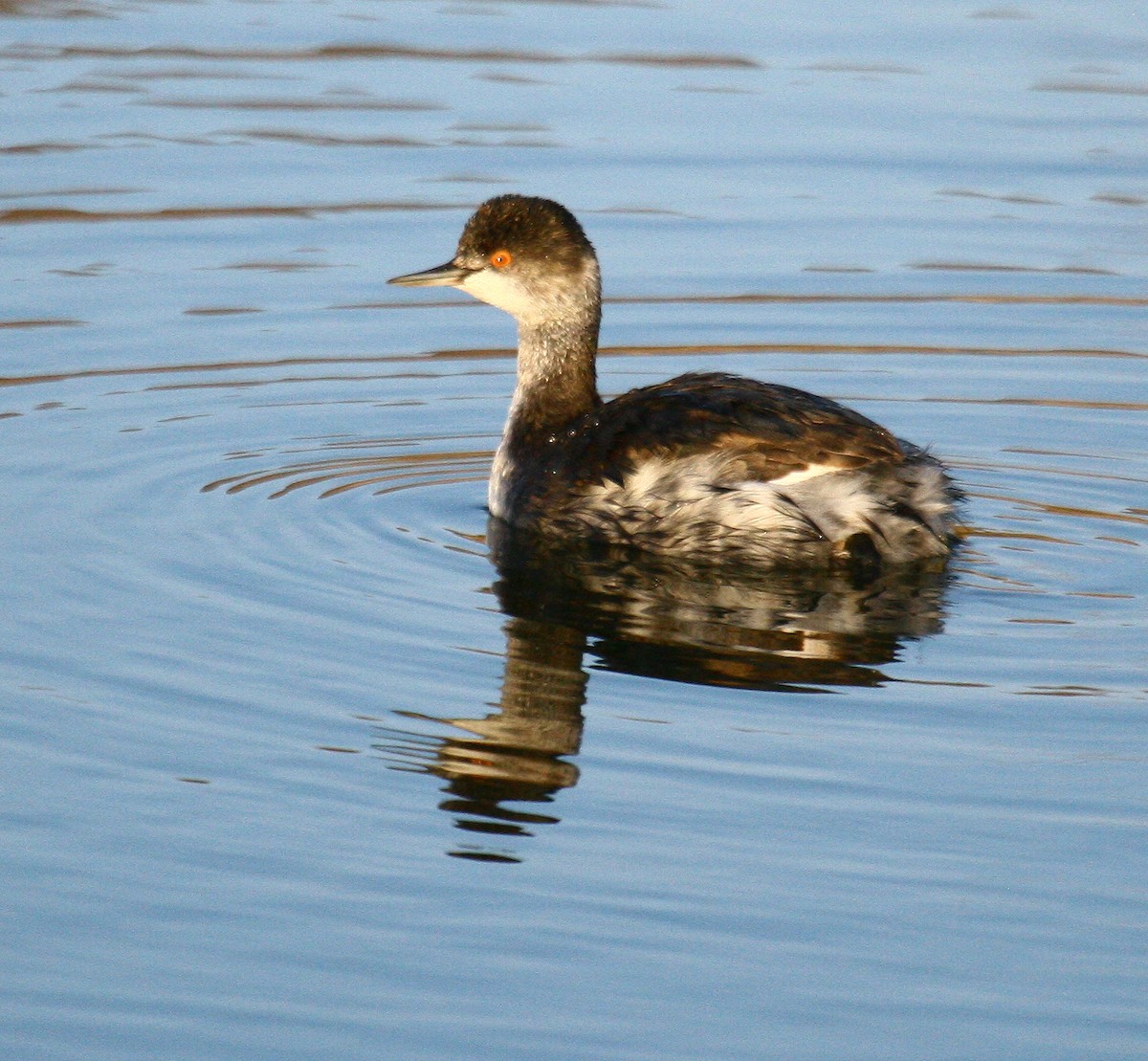 Eared Grebe - ML184904791