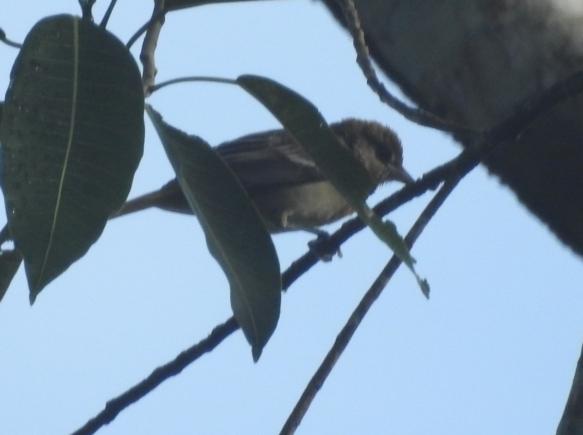 Mistletoe Tyrannulet - ML184905281