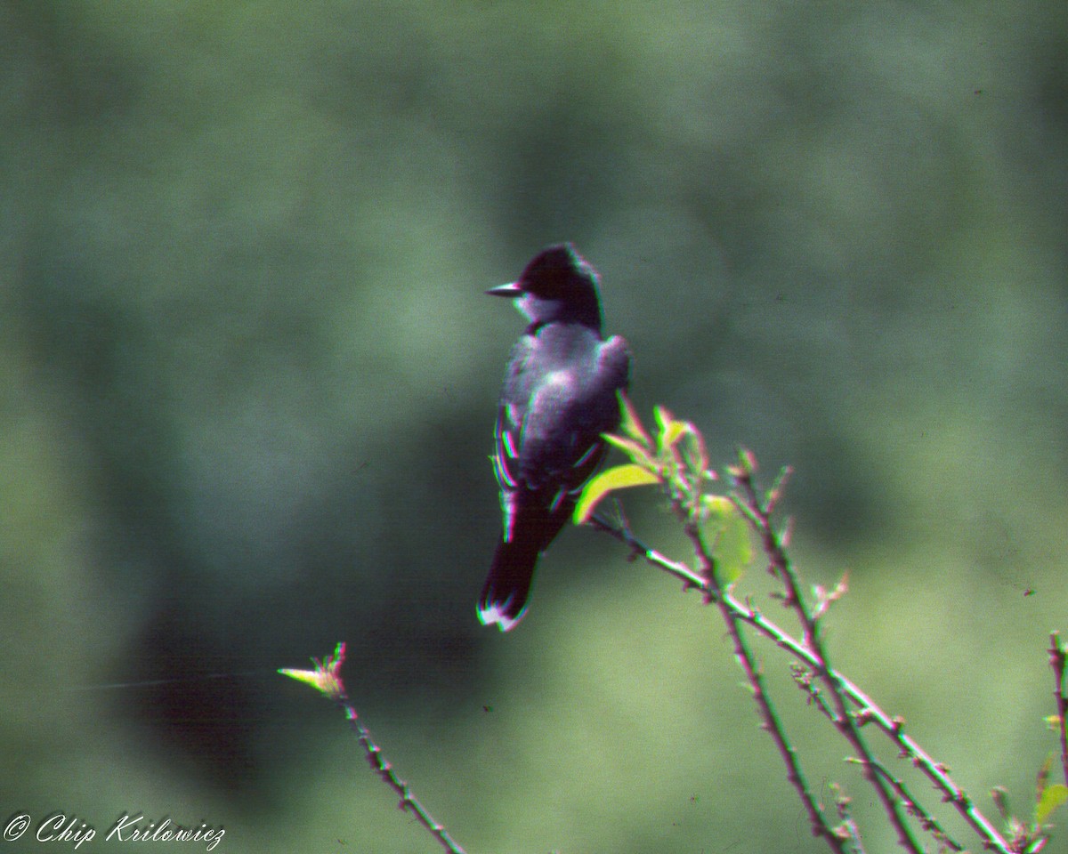 Eastern Kingbird - ML184905551