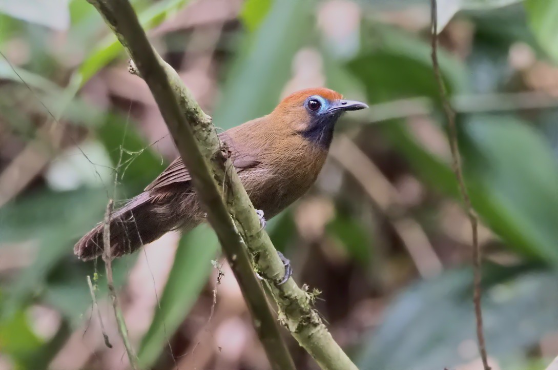 Fluffy-backed Tit-Babbler - Paul Sullivan