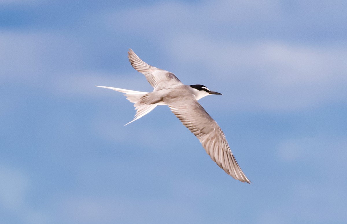 Gray-backed Tern - ML184907751