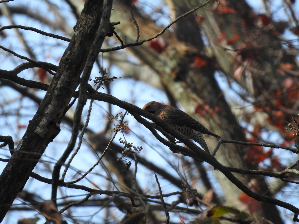 Northern Flicker - ML184910141