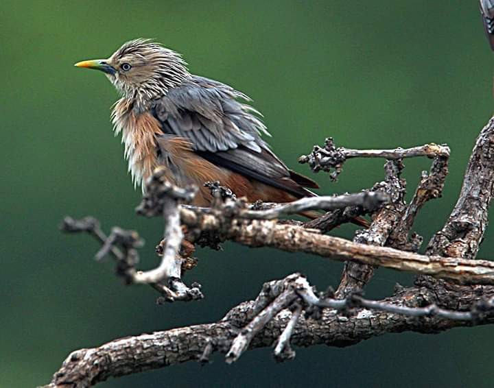 Chestnut-tailed Starling - ML184910491