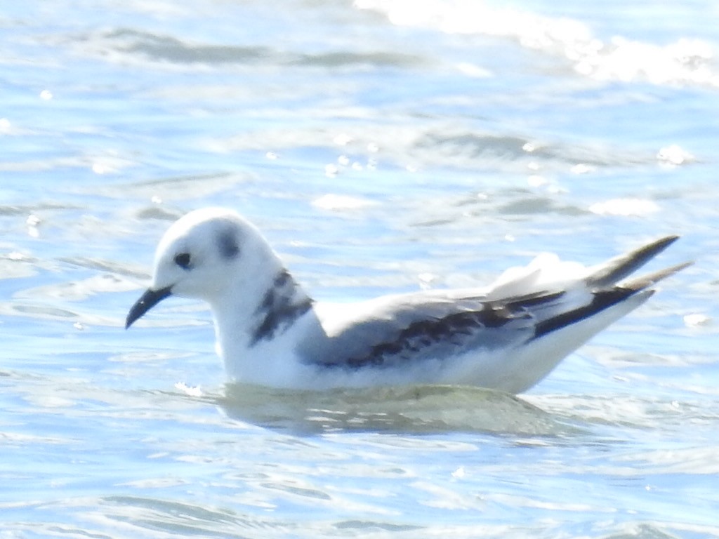 Black-legged Kittiwake - ML184910861