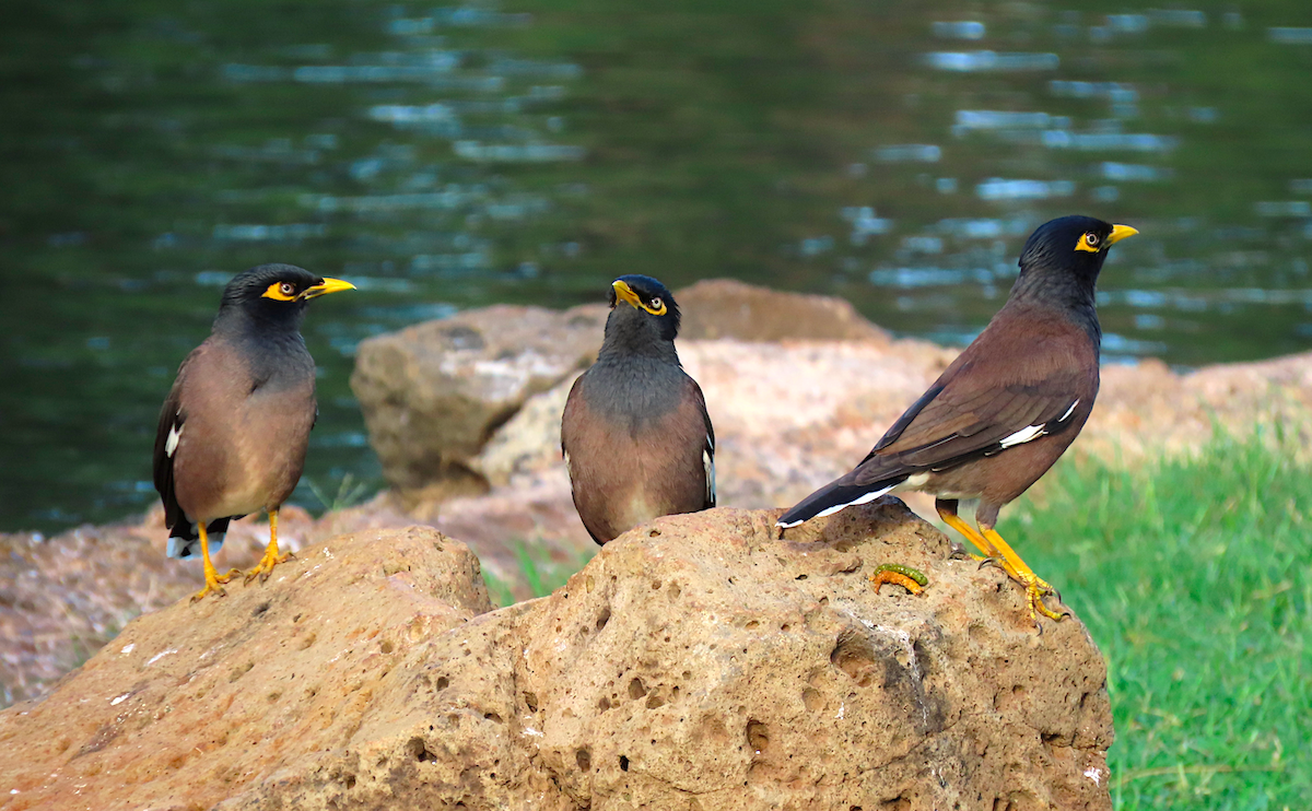 Common Myna - ML184911121