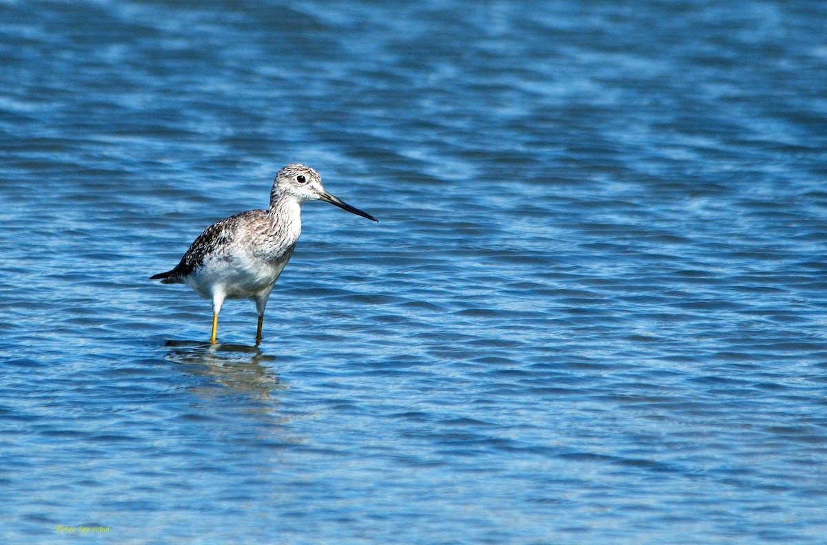 Greater Yellowlegs - ML184912141