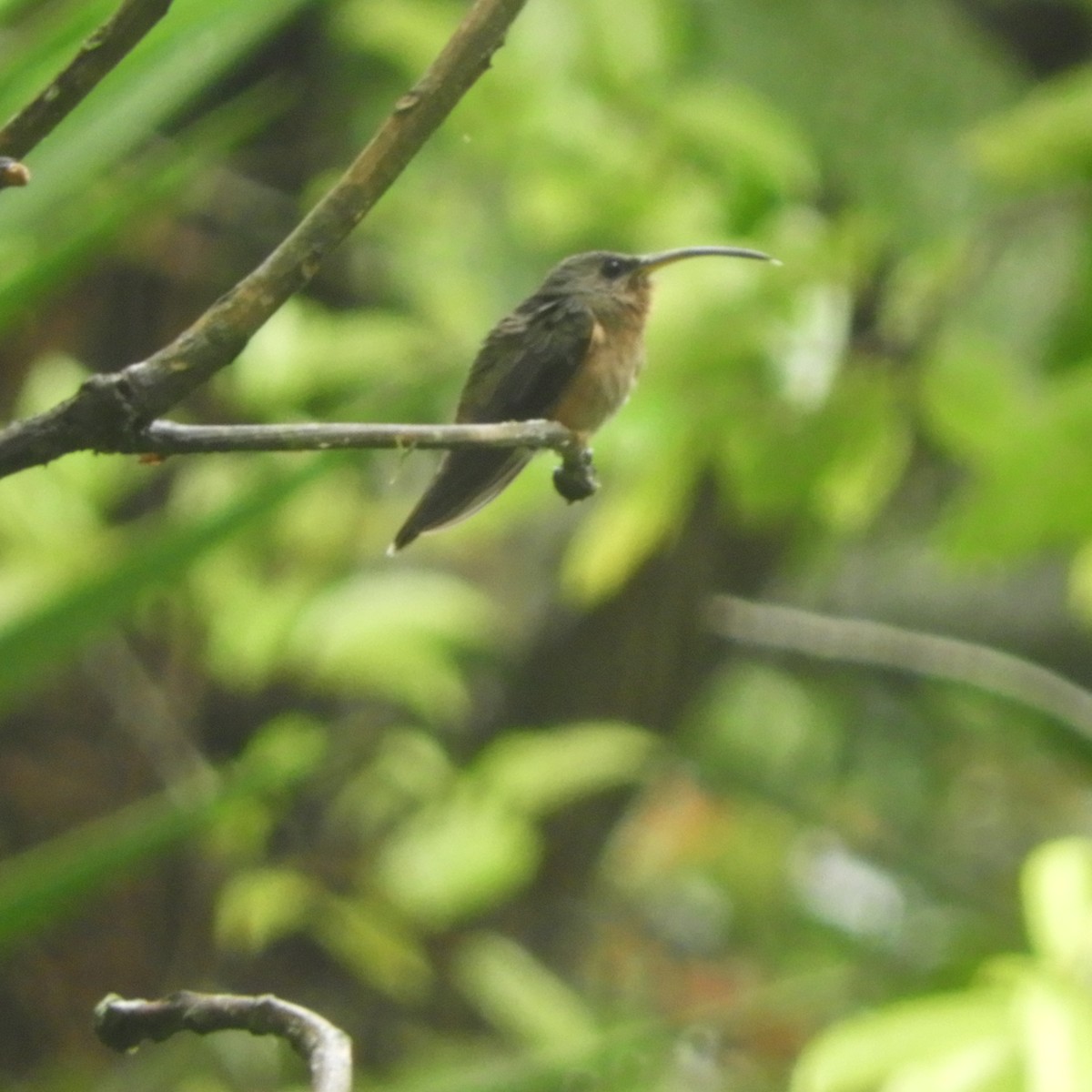 Rufous-breasted Hermit - ML184912811