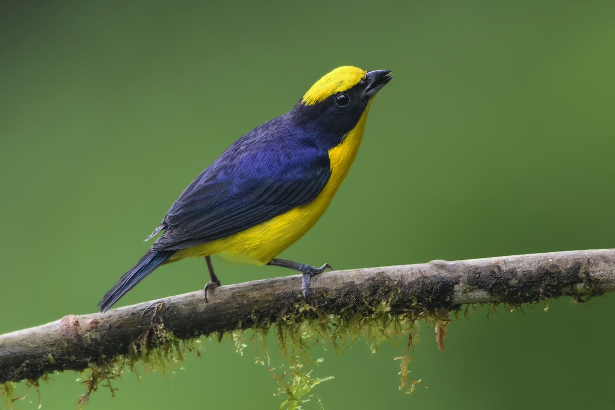 Thick-billed Euphonia - Jeff Maw