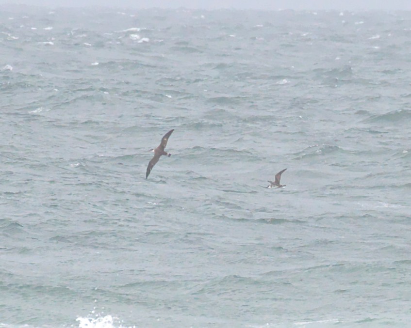 Great Shearwater - ML184913231