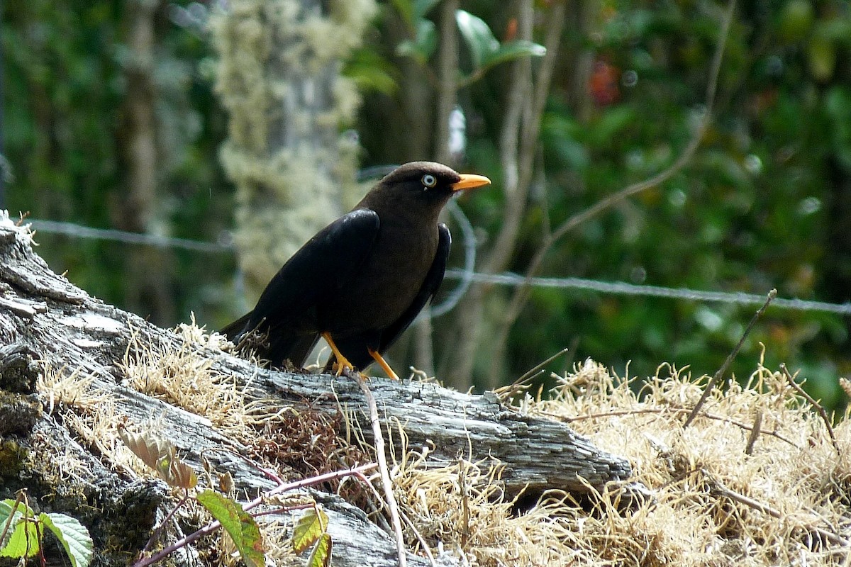 Sooty Thrush - Suzanne O'Rourke