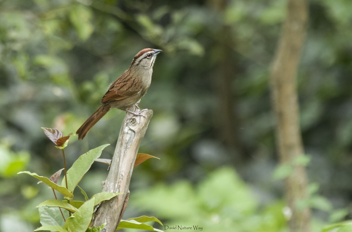 Rusty Sparrow - ML184914341