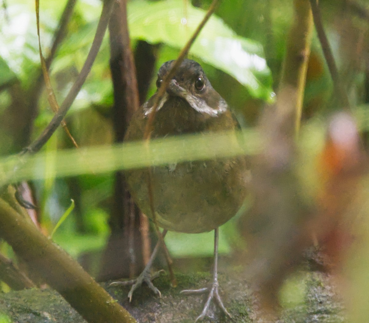 Moustached Antpitta - ML184914461