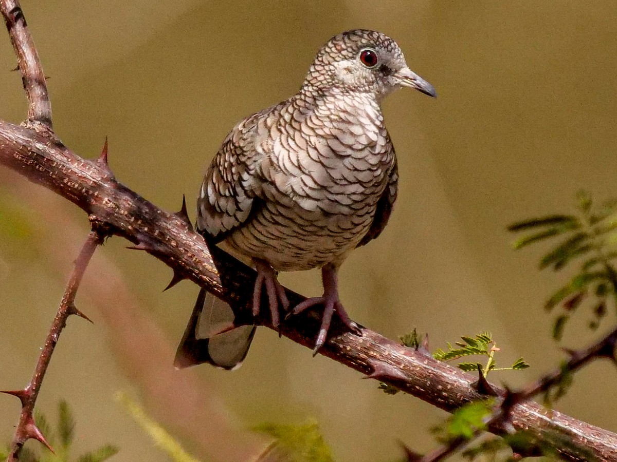 Scaled Dove - Roger Horn