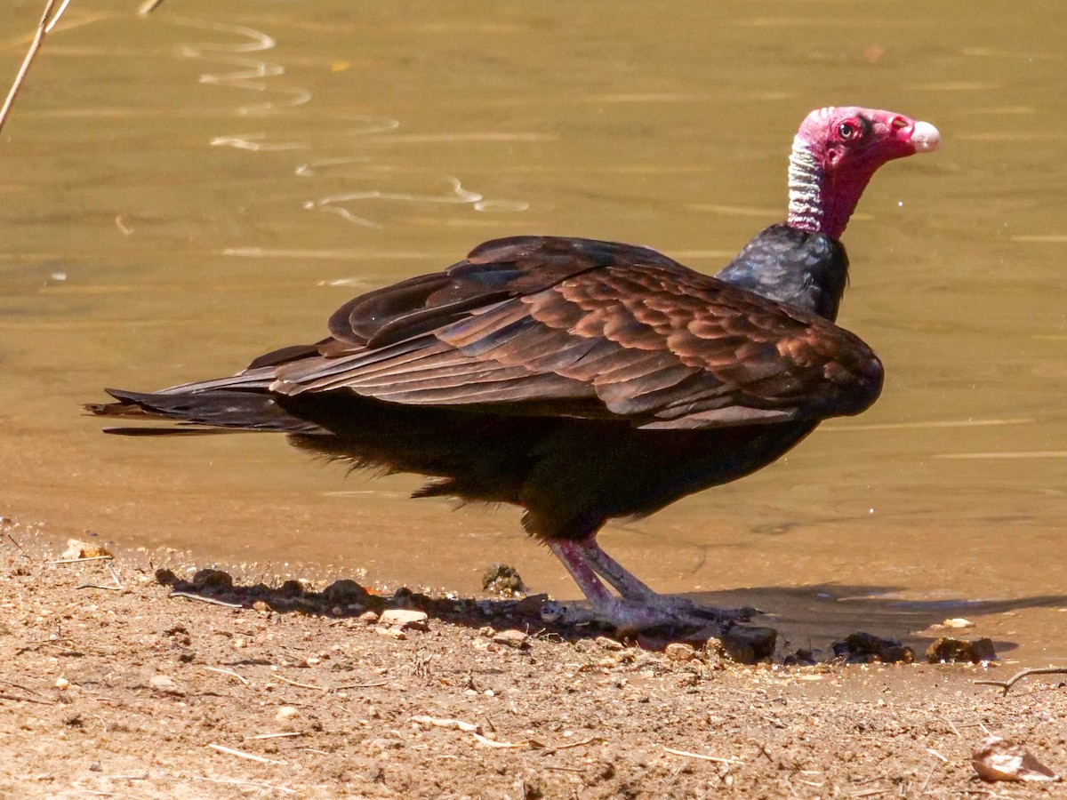 Turkey Vulture (Tropical) - Roger Horn