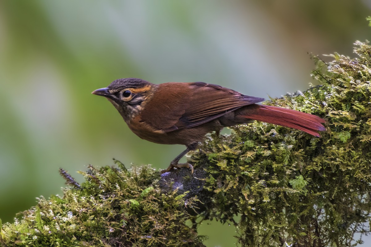 Scaly-throated Foliage-gleaner - Jeff Maw