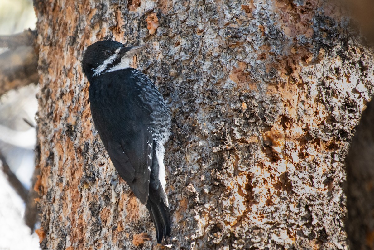 Black-backed Woodpecker - ML184915211