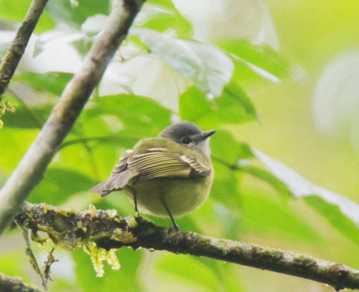 Plumbeous-crowned Tyrannulet - Forrest Rowland