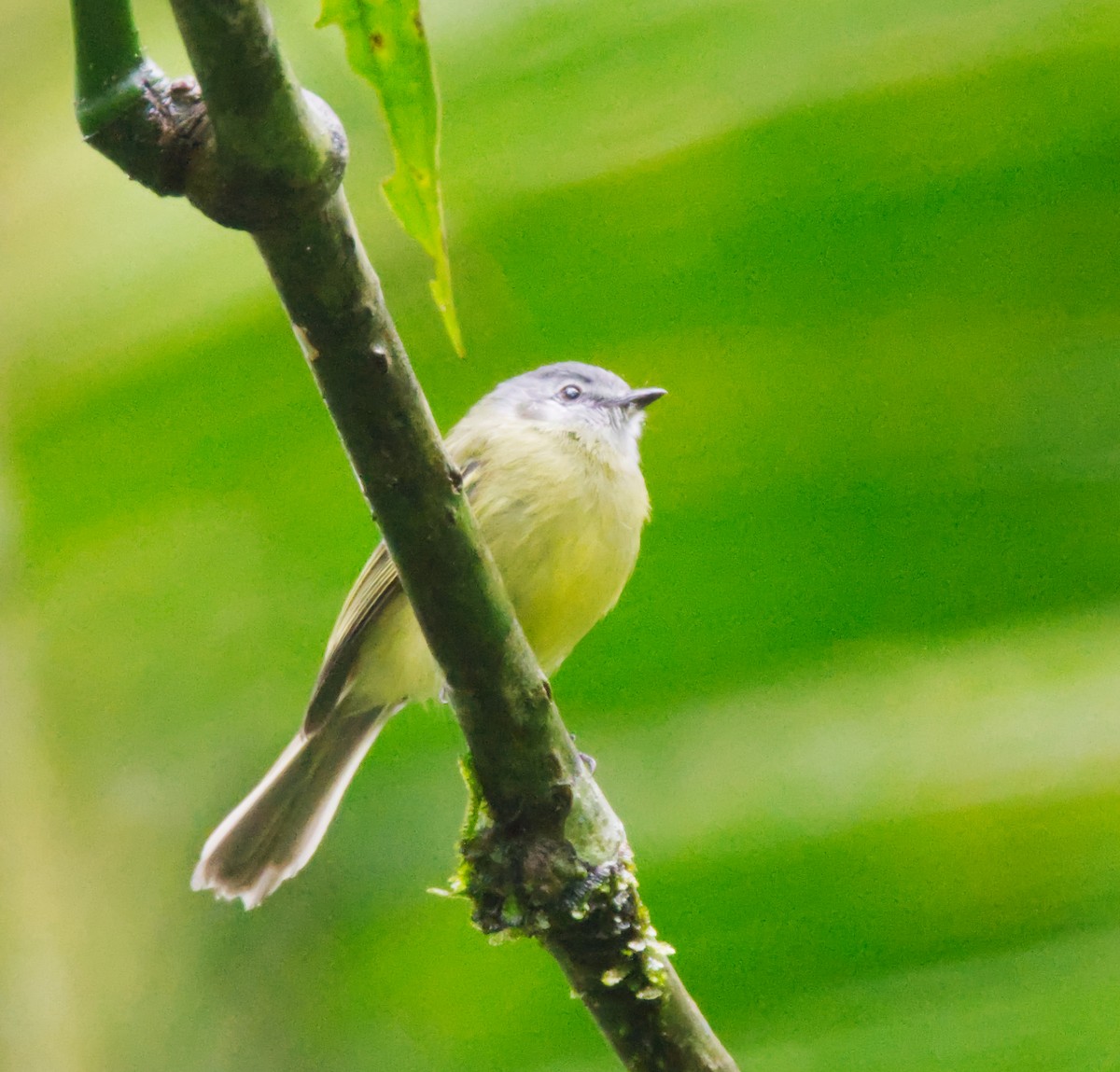 Plumbeous-crowned Tyrannulet - Forrest Rowland