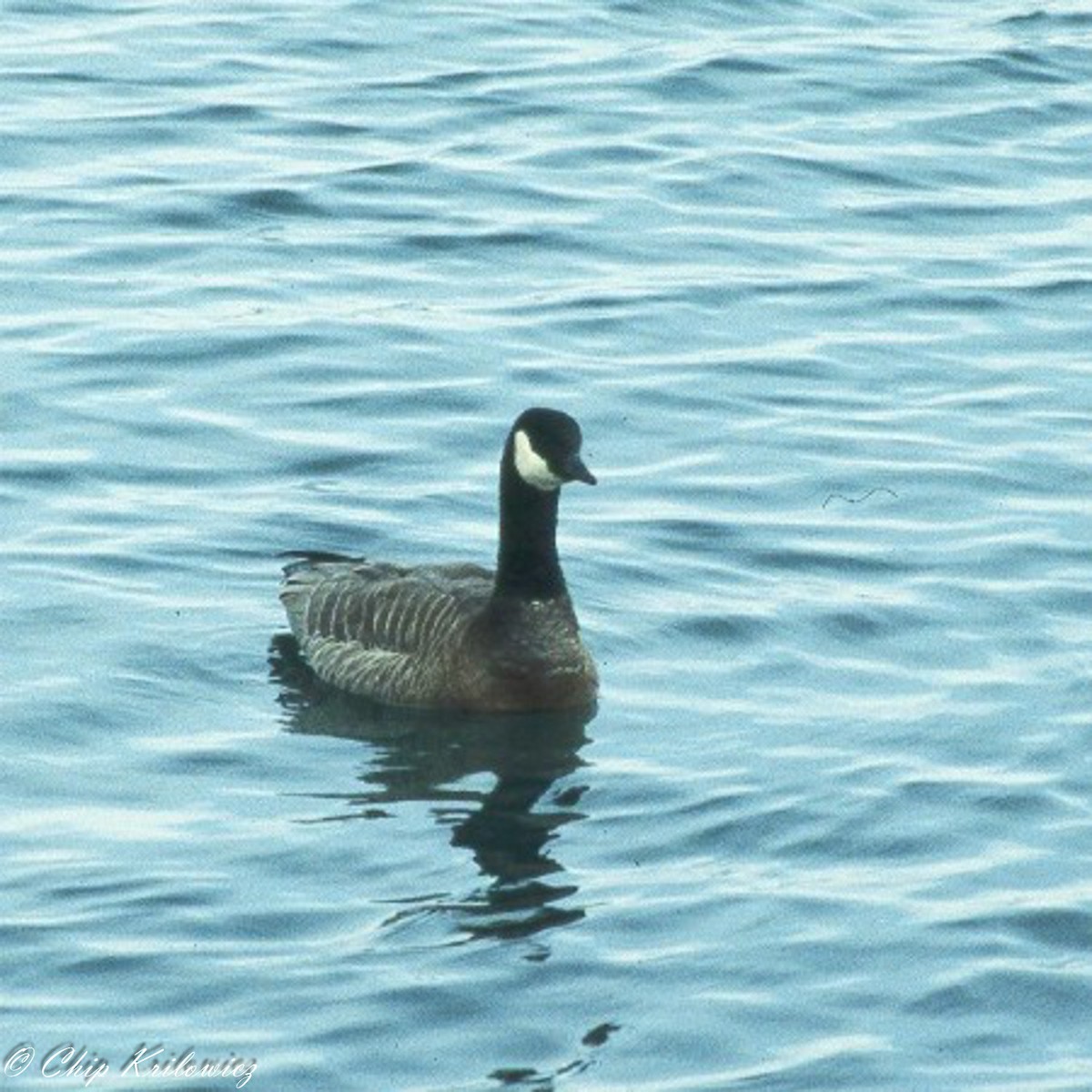 Cackling Goose - ML184915721