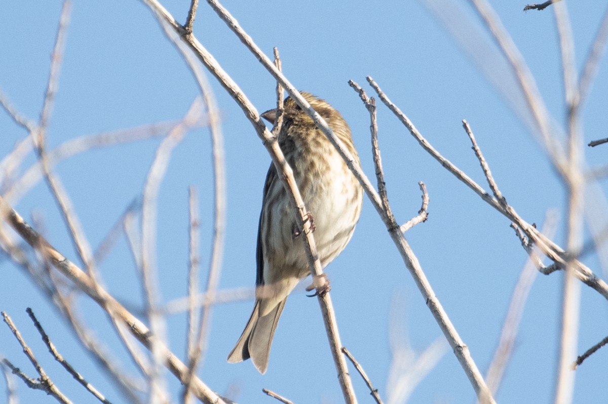 Camachuelo Purpúreo - ML184916411