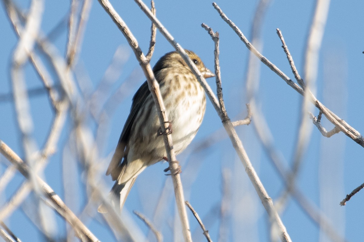 Purple Finch - ML184916421