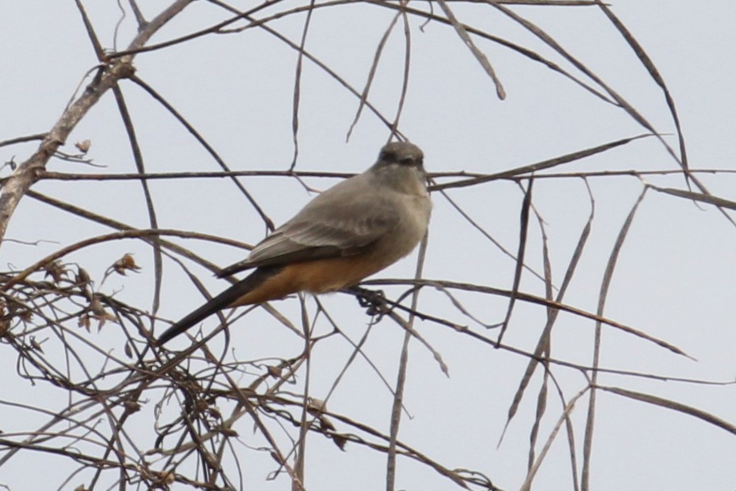 Mosquero Llanero - ML184916611