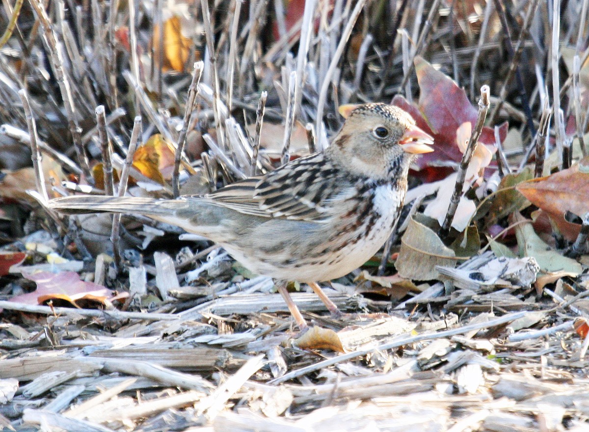 Harris's Sparrow - Carolyn Ohl, cc