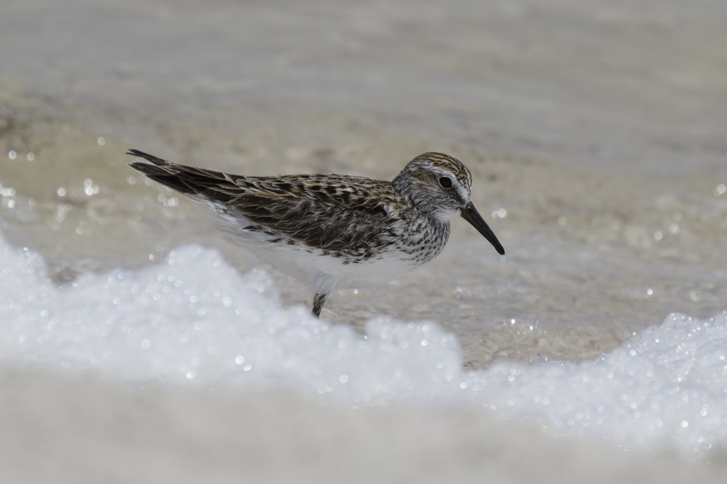 White-rumped Sandpiper - ML184918021