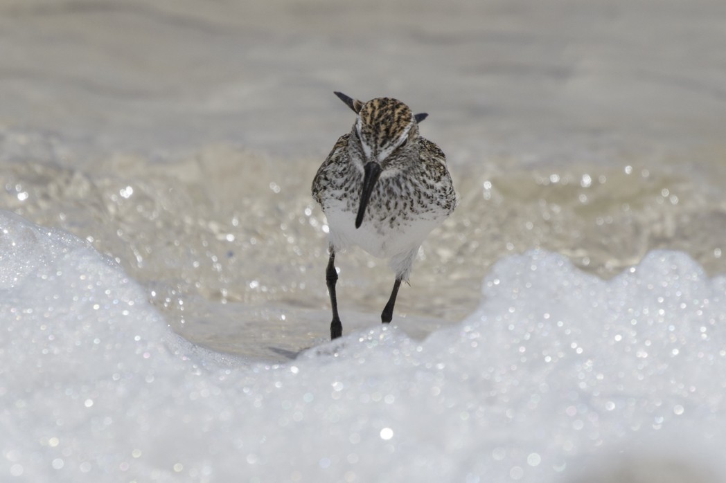 White-rumped Sandpiper - ML184918031