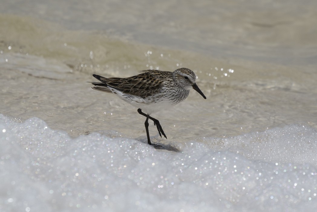 White-rumped Sandpiper - Silvia Faustino Linhares