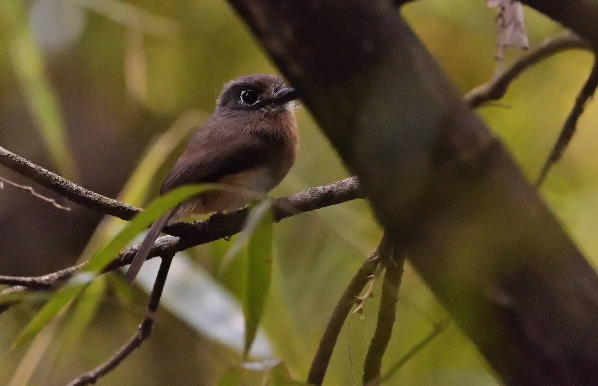 Zügelfaulvogel - ML184918211