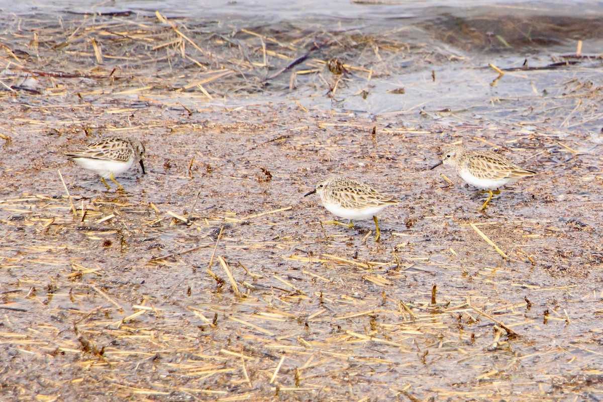 Least Sandpiper - ML184918241