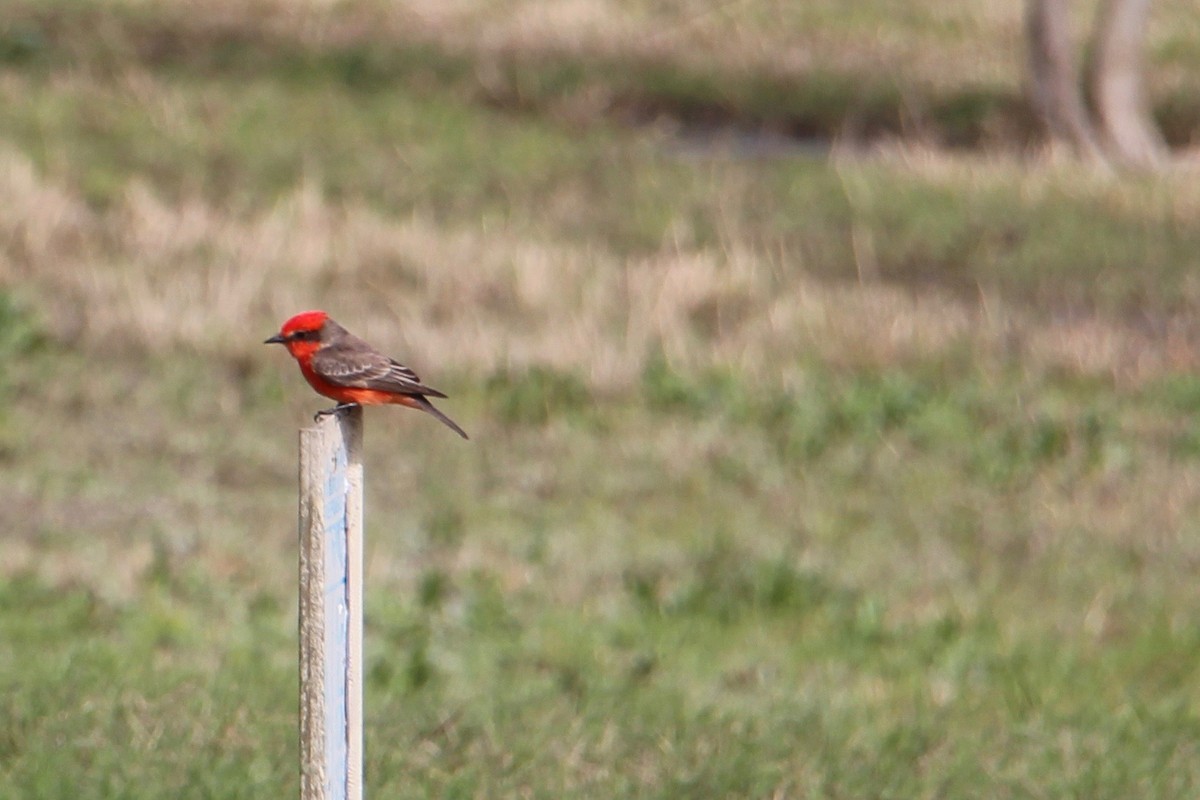 Vermilion Flycatcher - ML184918371