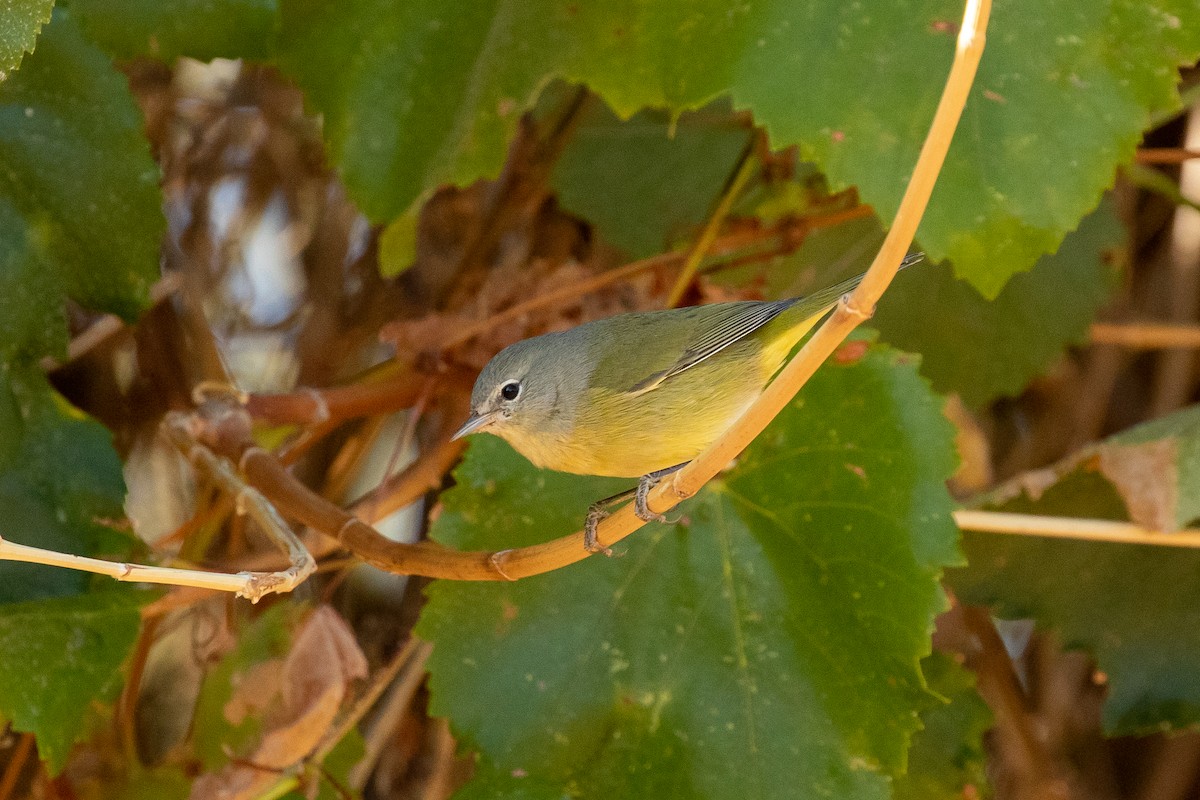 Orange-crowned Warbler (orestera) - ML184918621