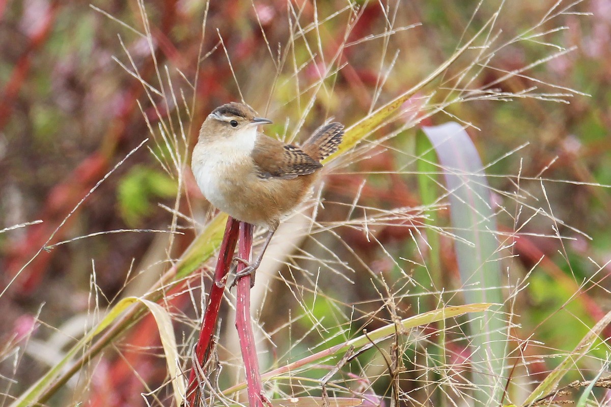 Marsh Wren - ML184919061